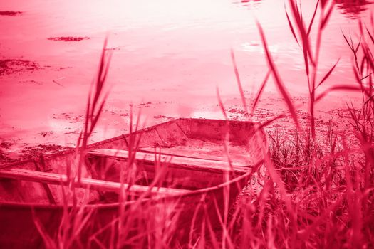An old iron boat by the river. Reeds on the river under the sun. summer landscape with boats, close-up on the background.Viva Magenta Background color