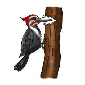 A woodpecker bird pecks at the bark of a tree on an isolated background. Clipart birds. Woodpecker Forest bird