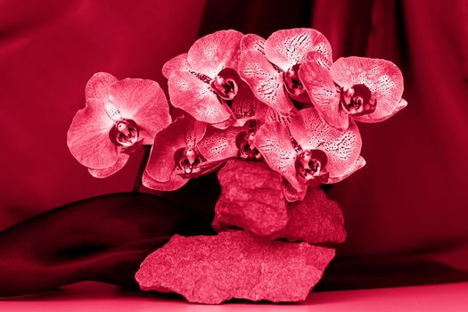 A gentle background for the presentation of cosmetic products. Stones and orchid flowers. Stylish appearance, layout, personality. Banner, a place for the text.Viva Magenta Background color