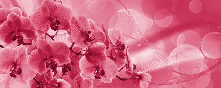 Delicate background with purple orchid flowers for postcards and graphic works. Banner, panorama with space for text. Viva Magenta Background color