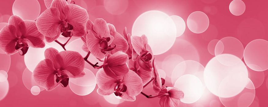 Delicate background with purple orchid flowers for postcards and graphic works. Banner, panorama with space for text. Viva Magenta Background color