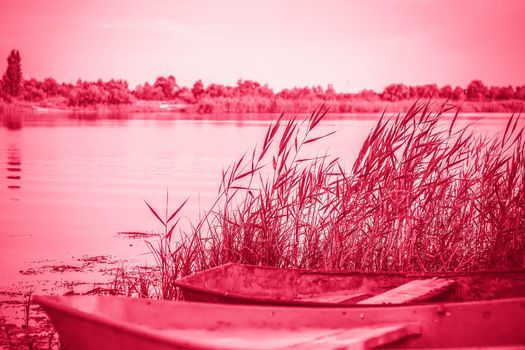 An old iron boat by the river. Reeds on the river under the sun. summer landscape with boats, close-up on the background.Viva Magenta Background color