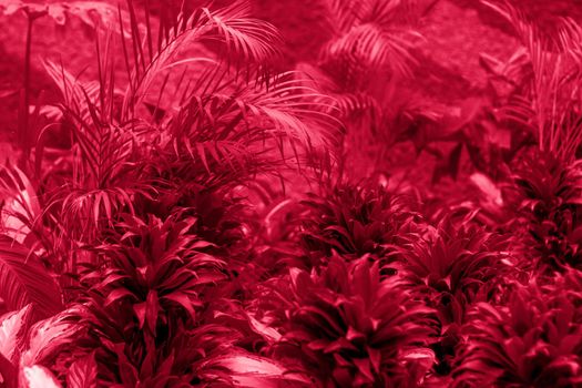 A flowerbed with green plants in the spring garden. A tropical plant. Plant foliage close-up.Viva Magenta Background color