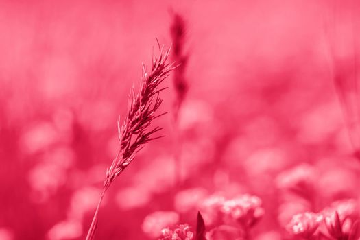 A meadow field with fresh grass and yellow flowers. Summer spring natural landscape. A blooming landscape background for a postcard, banner, or poster. Close-up macro photography, selective focusing.Viva Magenta Background color