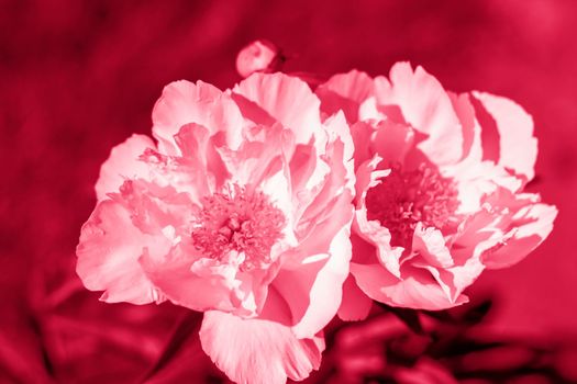 Peony flowers close-up. Close-up on blurred greenery with copying of space, using as a background the natural landscape, ecology, fresh wallpaper concepts.Viva Magenta Background color