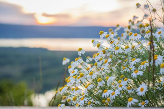 Wild bright flowers on the background of a beautiful sunset. Natural landscape. blue sky and yellow sunlight. landscape during sunset.