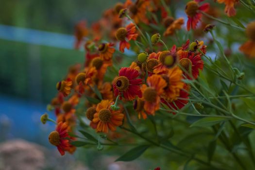 Wild bright flowers on the background of a beautiful sunset. Natural landscape. blue sky and yellow sunlight. landscape during sunset.