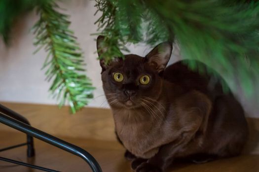 Close-up of a Burmese cat at home under a Christmas tree. Portrait of a young beautiful brown cat. Pets and a Christmas tree.