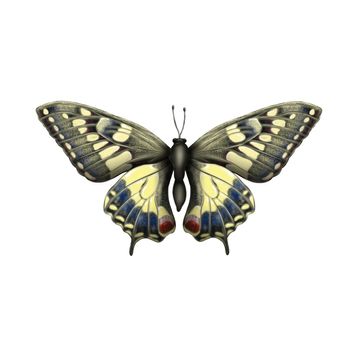 Illustration of a butterfly insect on an isolated background. Bright and beautiful . print, illustration