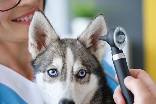 Veterinarian performs ear examination in husky dog clinic. Hearing problem and treatment in dogs concept