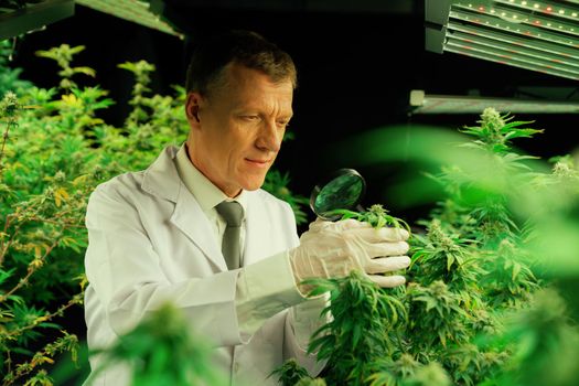 Scientist inspects gratifying buds on cannabis plant using a magnifying glass. Cannabis plantation in curative indoor farm providing high quality of medicinal cannabis products.