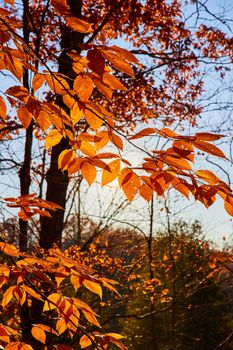 Image of Detail of light behind beautiful orange leaves on trees in late fall