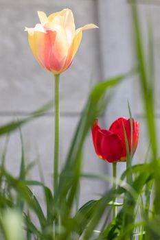 Selective focus. Tulips in the garden with green leaves in yellow and red. Blurred background. A flower that grows among the grass on a warm sunny day. Spring and Easter natural background with tulip