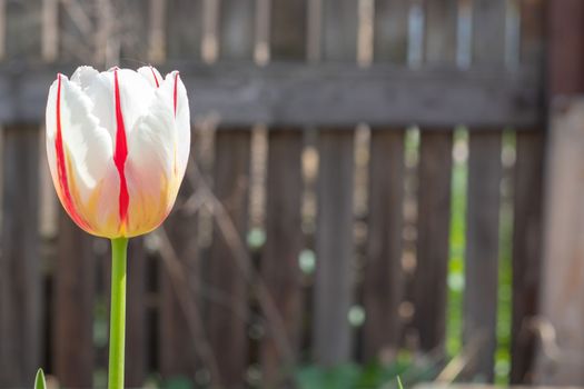 Selective focus of one white tulip in the garden with green leaves. Blurred background. A flower that grows among the grass on a warm sunny day. Spring and Easter natural background with tulip
