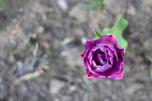 Selective focus of one purple tulip in the garden with green leaves. Blurred background. A flower that grows among the grass on a warm sunny day. Spring and Easter natural background with tulip