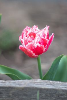 Fresh one tulip Brest terry fringe. Blooming tulip Brest, type Fringed. Selective focus of one pink or lilac tulip in a garden with green leaves. Spring and Easter natural background with tulip