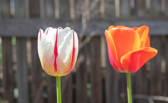Selective focus. Tulips in the garden with green leaves in white and red. Blurred background. A flower that grows among the grass on a warm sunny day. Spring and Easter natural background with tulip