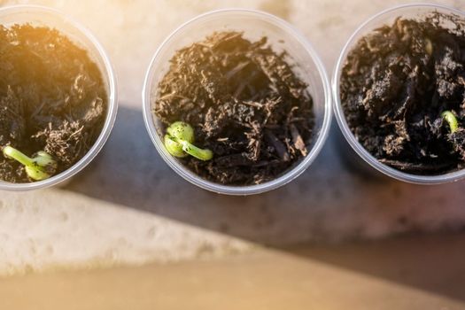 Seedlings in the spring on the terrace. Bean seedling.