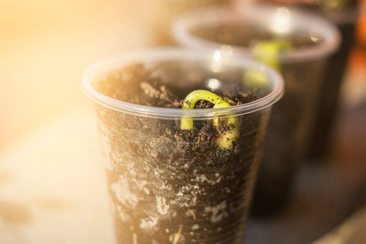 Seedlings in the spring on the terrace. Bean seedling.