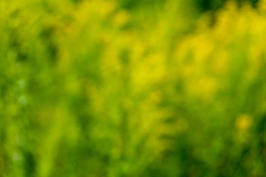 Bright green yellow blurred summer background. Colorful blurred bokeh