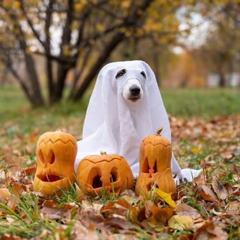 Dog jack russell terrier in a ghost costume with jack-o-lantern pumpkins in the autumn forest