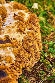 Image of Trypophobia fear trigger gross creepy mushroom fungi Bleeding Tooth Fungus amber drops out of holes