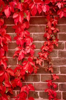 Image of Vertical detail straight on brick wall with bright red vines growing over