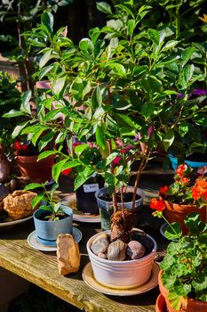 Image of Rustic zen garden plants on wood shelf