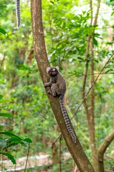 Marmoset monkey on a tree in the wild. High quality photo
