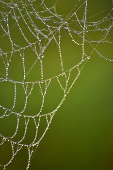 Image of Detail of tiny dew drops covering spider web with soft green background