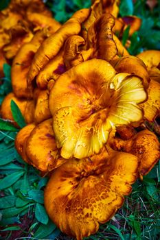 Image of Detail of odd yellow mushroom fungi cluster