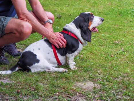 Relaxing black white brown funny basset hound in the garden in summer