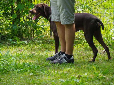 brown young german braco dog in the park with owner