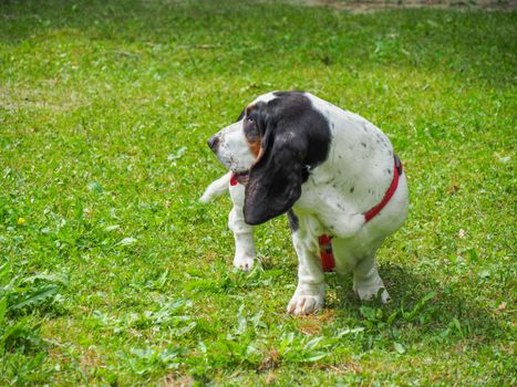 Relaxing black white brown funny basset hound in the garden in summer