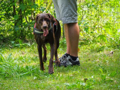 brown young german braco dog in the park with owner