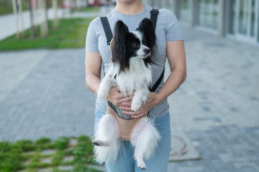 A woman walks with a dog in a backpack. A close-up portrait of a Continental Pappilion Spaniel in a sling