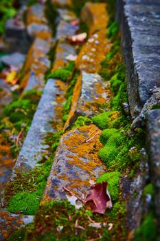 Image of Small stones in detail covered in moss and orange lichen