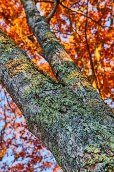 Image of Tree bark covered in moss and lichen with orange leaves during late fall
