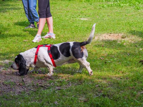 Relaxing black white brown funny basset hound in the garden in summer