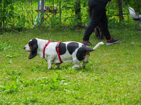 Relaxing black white brown funny basset hound in the garden in summer