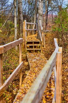 Image of Forest boardwalk trail through Michigan woods covered in fall leaves