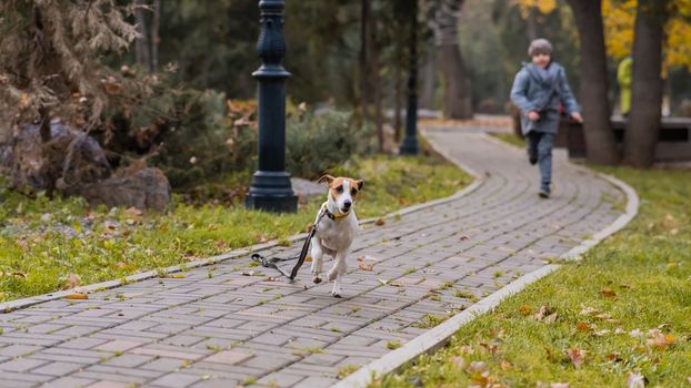 The boy runs with the dog Jack Russell Terrier in the park. Autumn Walk