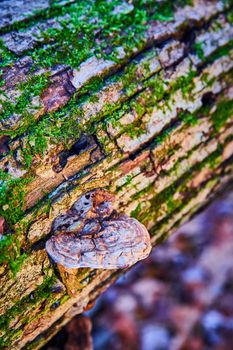 Image of Tree log mossy detail with dark brown fungus shelf