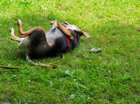 mixed race dog playful rolling in garden