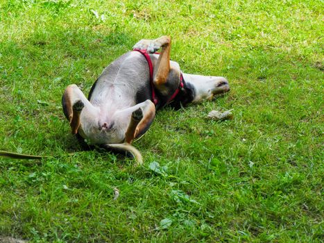 mixed race dog playful rolling in garden