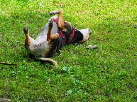 mixed race dog playful rolling in garden