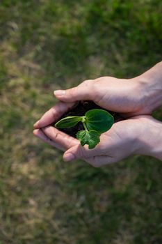 A woman holds a sprout in her hands outdoors