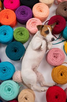 Close-up of Jack Russell Terrier dog among multi-colored cotton skeins