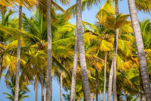 Tropical paradise, idyllic caribbean palm trees in Punta Cana at sunny day, Dominican Republic