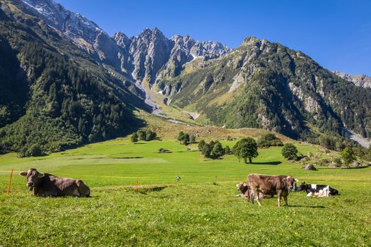Alpine cows in Engadine valley at sunny springtime, Swiss Alps, Switzerland